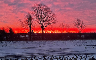 Roots Down Farm Sunset